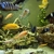 BOYU 520L Aquarium with cabinet, cichlids, external filters and tons of extras