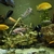 BOYU 520L Aquarium with cabinet, cichlids, external filters and tons of extras