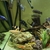 BOYU 520L Aquarium with cabinet, cichlids, external filters and tons of extras