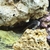 BOYU 520L Aquarium with cabinet, cichlids, external filters and tons of extras
