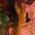 Moscow Black Dumbo Guppies for sale