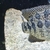 Jaguar cichlids