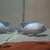 Paratilapia Pollenii, Tiger Oscar, E. Blue Acara plus more