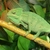 Yemen Chameleon young for sale