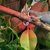 Yemen Chameleon young for sale