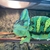 Yemen Chameleon young for sale