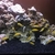 20x Young Yellow Labs sale £2 each or swap