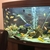 Lots of Tropical fish for sale or swap Read AD
