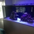 5.5ft (L) x 2.5ft (W) x 26in (H) Aquarium, sump and Fit Filtration stand.