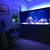5.5ft (L) x 2.5ft (W) x 26in (H) Aquarium, sump and Fit Filtration stand.
