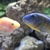 Malawi fish for sale