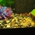 L144 lemon bristlenose pleco Young about 20 ready