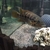 Red tiger moto. Clarius catfish. Dovii. Asian sun catfish. Turtles