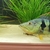 16 inches pinima peacock bass 15 inches congo bichir