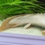 16 inches pinima peacock bass 15 inches congo bichir