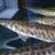 QUALITY LARGE GARS FOR SALE