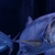 LARGE Hydrolycus ARMATUS Payara, Rare Vampire