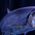 LARGE Hydrolycus ARMATUS Payara, Rare Vampire