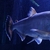 LARGE Hydrolycus ARMATUS Payara, Rare Vampire