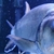 LARGE Hydrolycus ARMATUS Payara, Rare Vampire