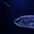 LARGE Hydrolycus ARMATUS Payara, Rare Vampire