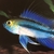 Pair of Apistogramma Trifasciata for sale