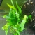 Black Crystal shrimp for sale