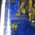 F1 Tropheus Kiriza Golden x13