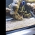 Fluval Sea Evo 52L, PS2 Skimmer, 2 Midnight Clowns, Snowflake EEL