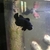Fluval Sea Evo 52L, PS2 Skimmer.