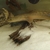Bichirs ciclids