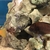 African Cichlids for sale
