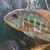 Central & South American Cichlids for sale