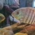 Central & South American Cichlids for sale