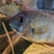 Central & South American Cichlids for sale