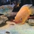 Central & South American Cichlids for sale
