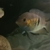 Central & South American Cichlids for sale