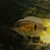 Central & South American Cichlids for sale