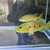 Orino peacock bass 9inch sold pending pick up
