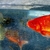 Koi fish for sale