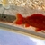 2 goldfish for sale