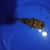 Mbu puffers Mbu puffers Mbu puffers Mbu puffers