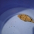 Mbu puffers Mbu puffers Mbu puffers Mbu puffers