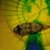 Mbu puffers Mbu puffers Mbu puffers Mbu puffers