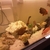 Cichlids