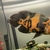 Tiger Oscar