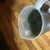 1 litre Jug compact java moss for sale £5