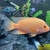 6 inch Midas for sale