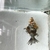 Broad tail black moor/Bristol shubunkin fancy goldfish