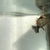 Broad tail black moor/Bristol shubunkin fancy goldfish